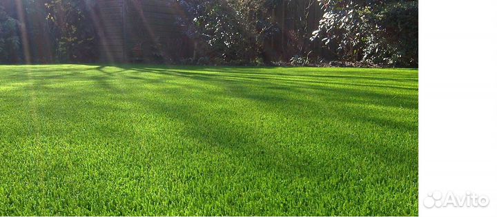 Газон спортивный семена