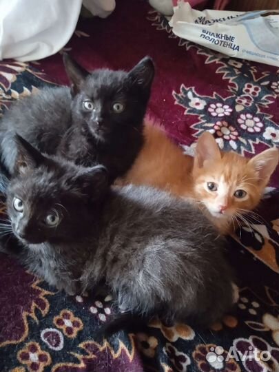 Кошка в дар бесплатно