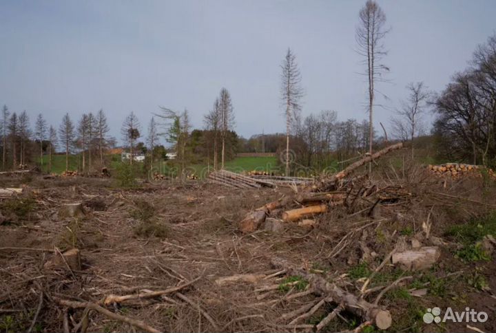 Зачистка участка