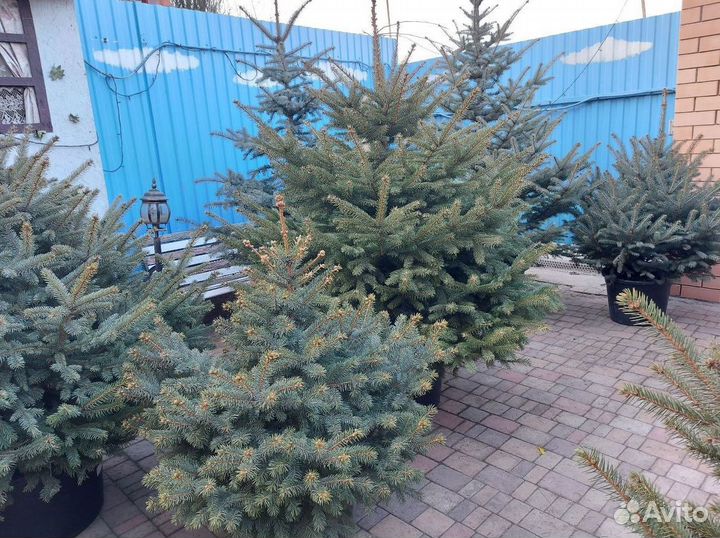 Ель 1.2м