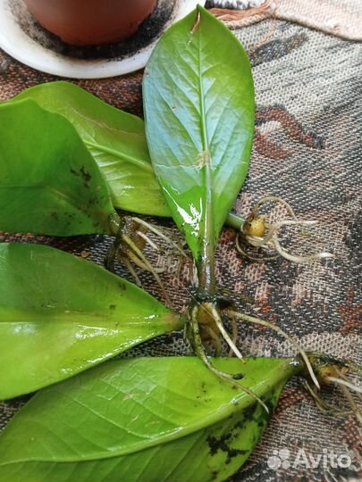 Замиокулькас