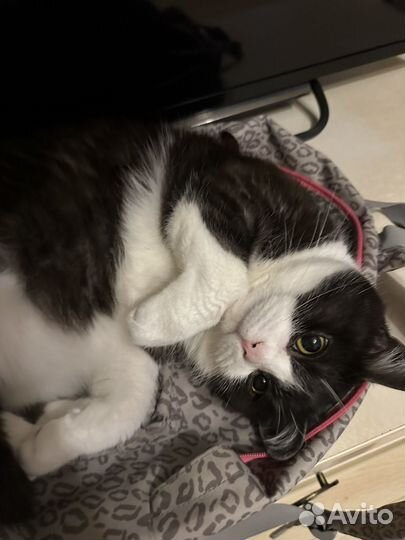 Отдам кота в добрые руки