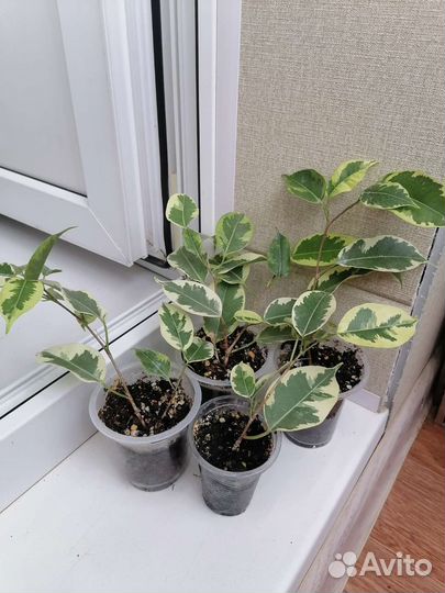 Фикусы