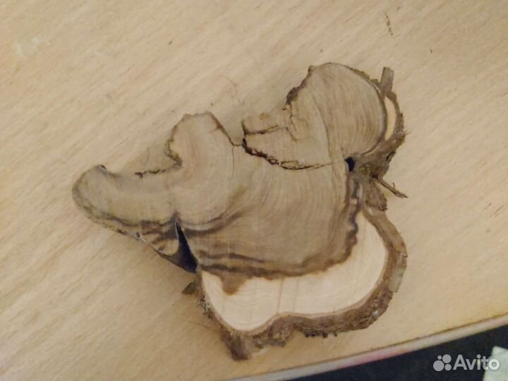 Спилы можжевельника