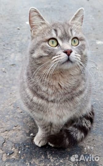 Молодой котик