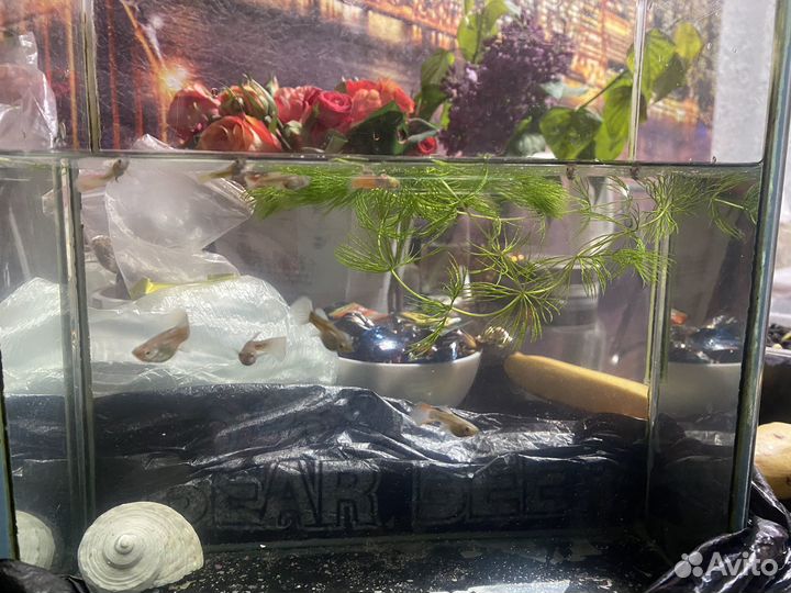 Аквариум с рыбками