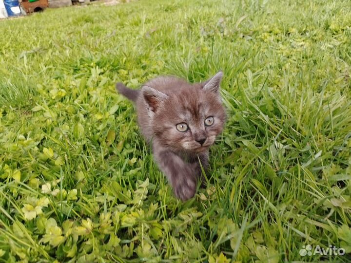 Британские серые котята, девочки