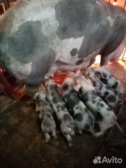 Поросята пьетрен