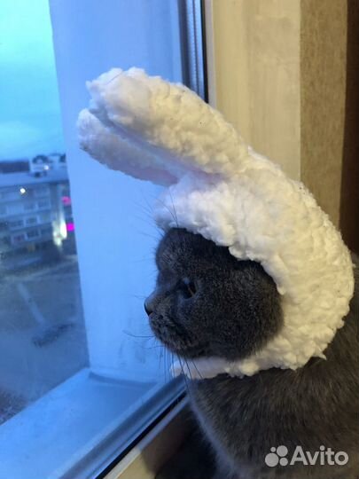 Британский кот