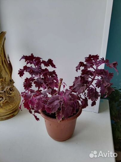 Колеус Чёрный дракон