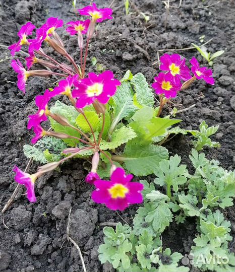 Цветы для сада многолетники