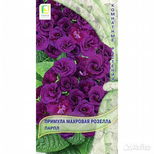 Примула махровая Розелла Парпл