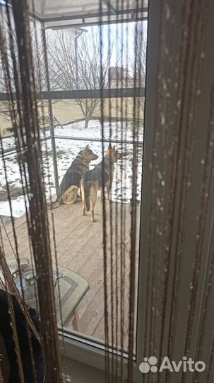 Собака немецкая овчарка