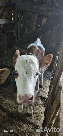 Бык и телёнок