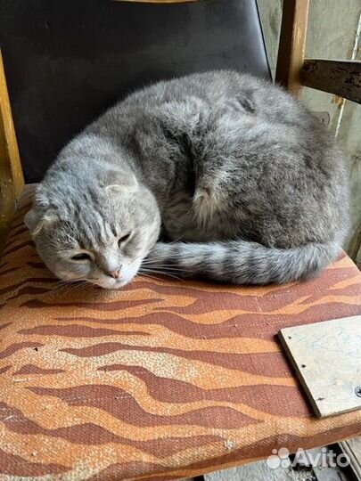 Отдам в добрые руки