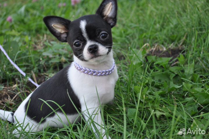 Шикарный мальчик