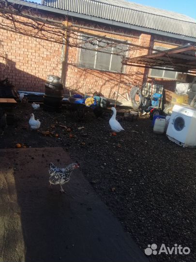 Продаётся гусь