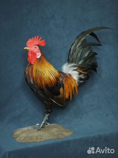 Чучело петуха