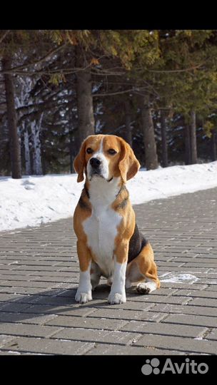 Вязка кобеля Бигль