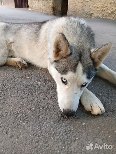 Сибирский хаски брошен на улице