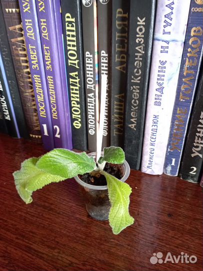 Стрептокарпус 