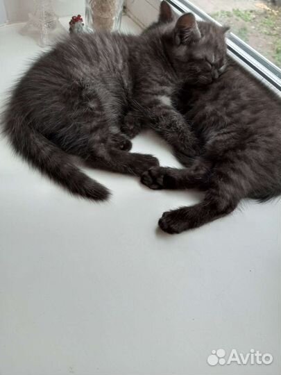 Отдаём котят в добрые руки)