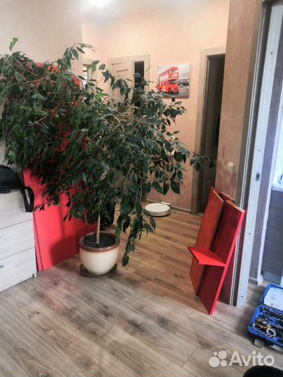 Фикус бенджамина большой