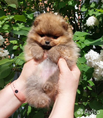 Щенки шпицы