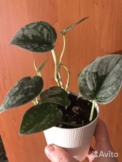 Сингониум холодное сердце