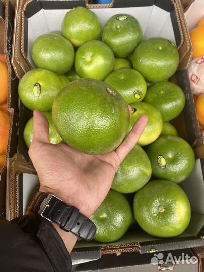 Свити свежий