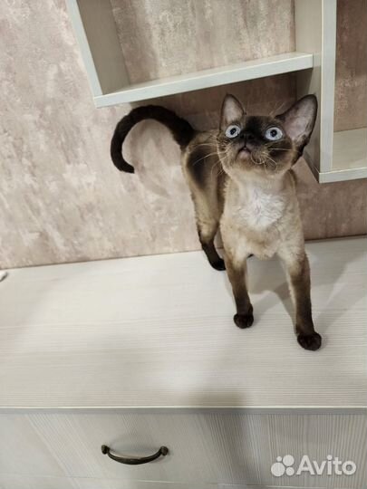 Девон рекс кошечка