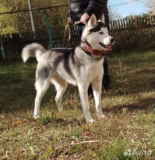 Хаски в добрые руки