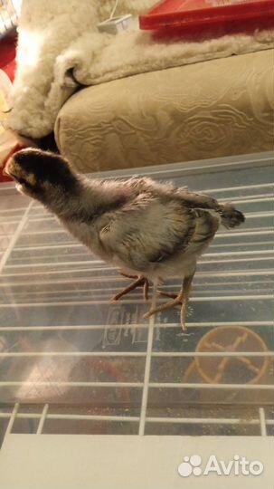 Породистые цыплята амераукана, синь- синь-дянь