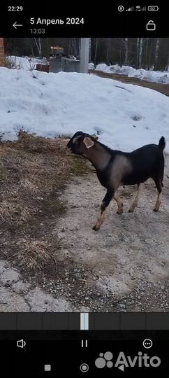 Нубийский козел вязка