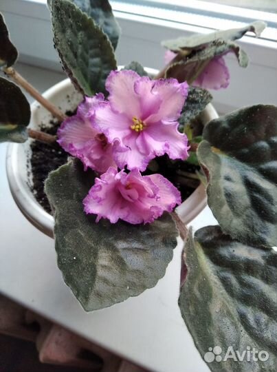 Листки фиалок укоренённые