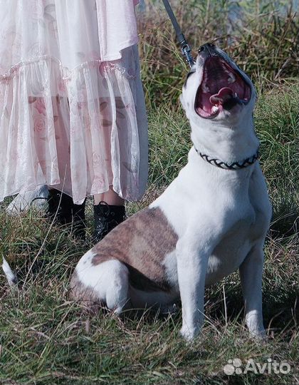 Питбуль кубинский