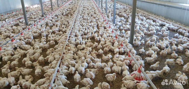 Кфх Хайруллин реализует цыплят бройлеров и корма