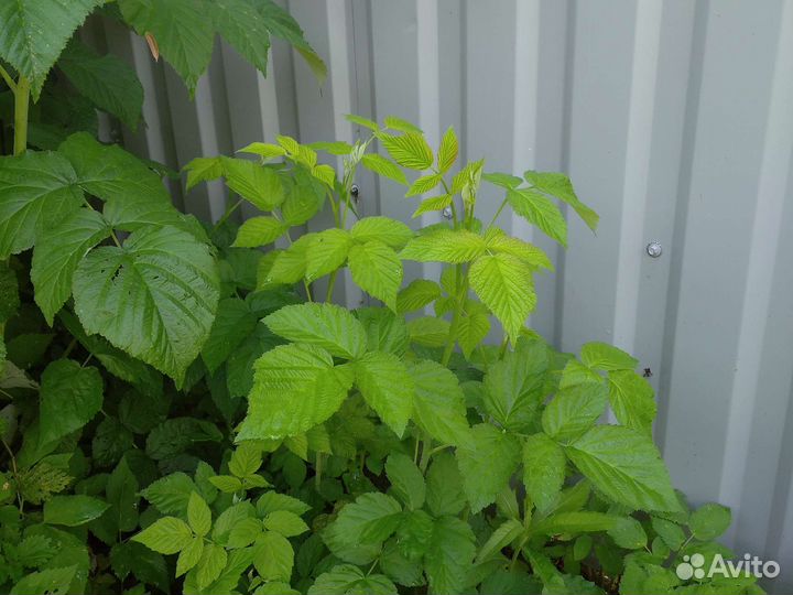 Саженцы ежевики