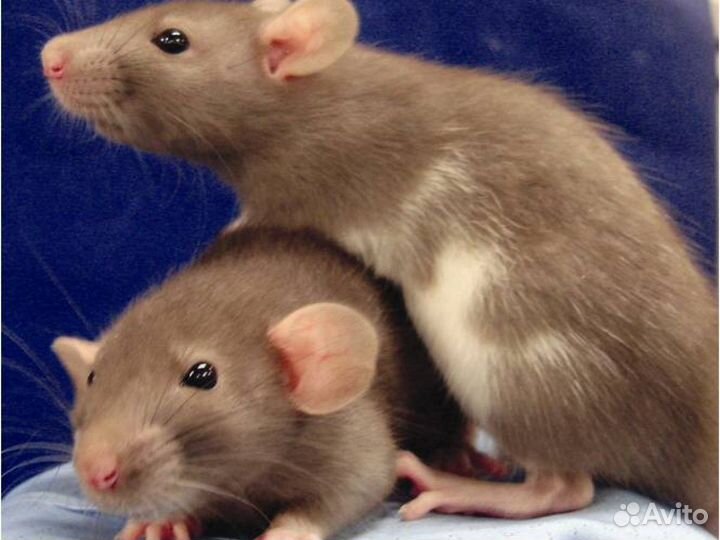 Малыши Дамбо