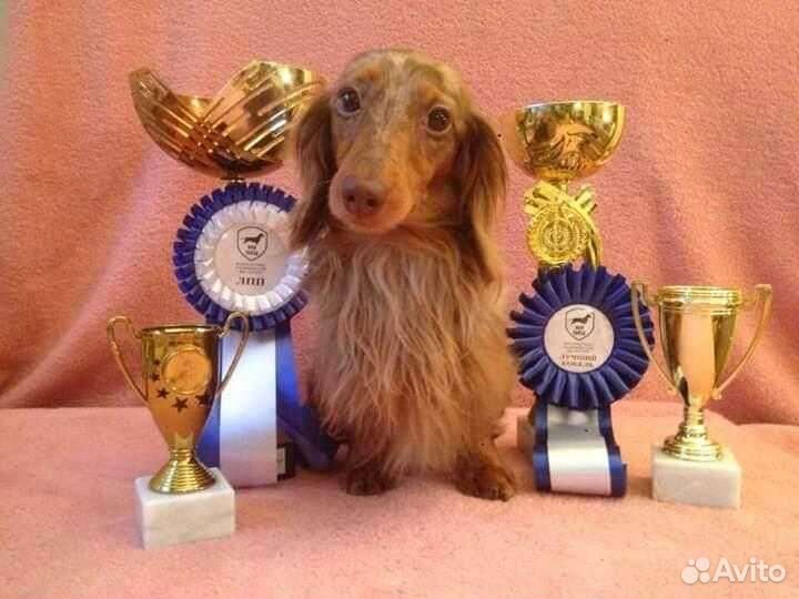 Кроличья такса