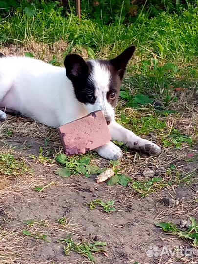 Маленькая девочка