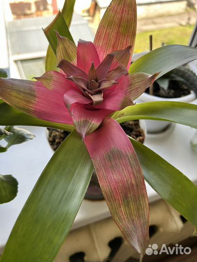 Дендробиум