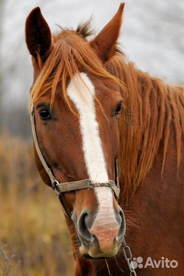 Кобыла жеребая
