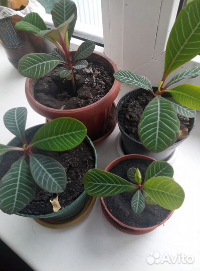 Молочай ребристый