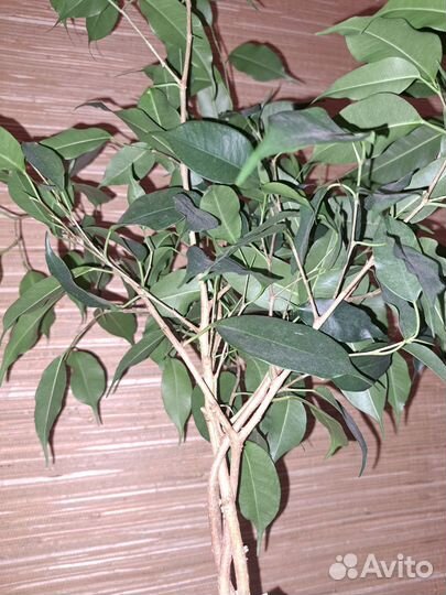 Фикус бенджамина