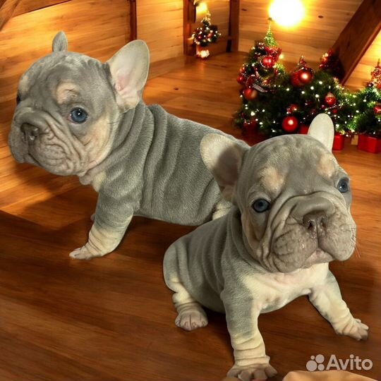 Бигроп вельвет щенки