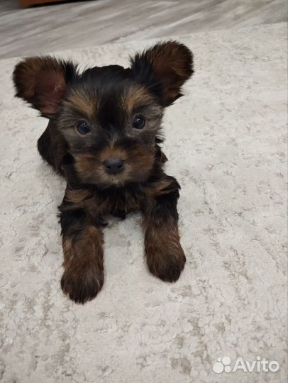 Йоркширский терьер щенки
