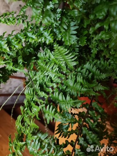 Папоротник