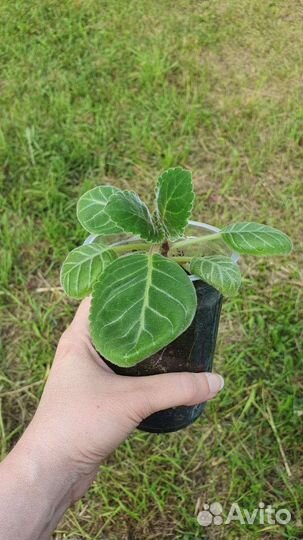 Глоксинии, 2 сорта