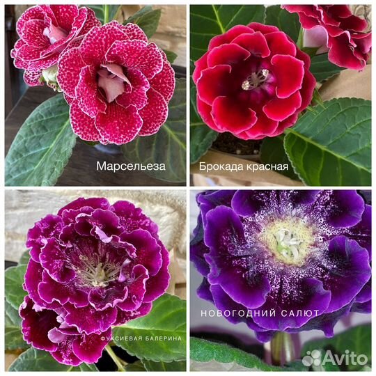 Глоксиния листья свеже срез